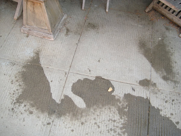 The outline of my dog after we sprayed her with water