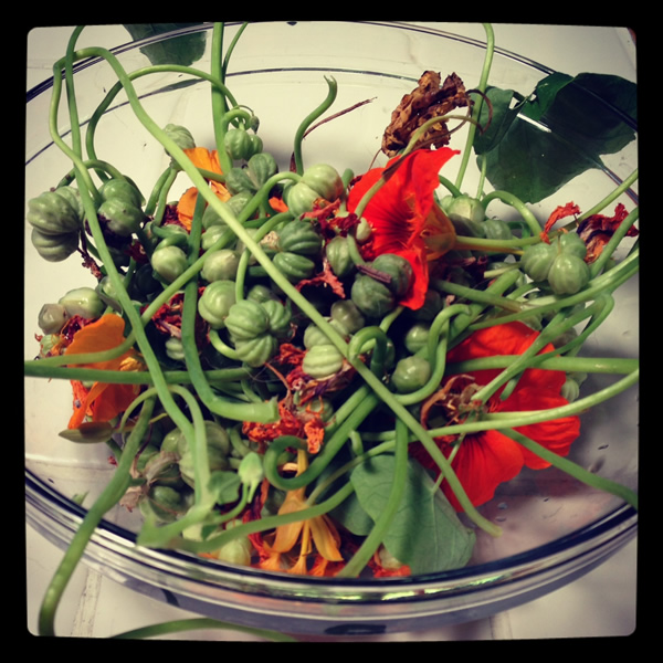 How to pickle nasturtium seed pods Homemade capers