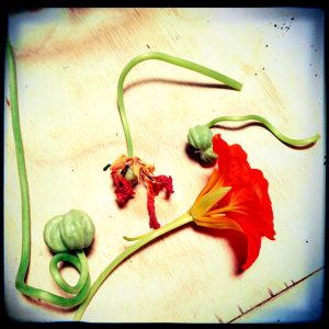 Nasturtiums