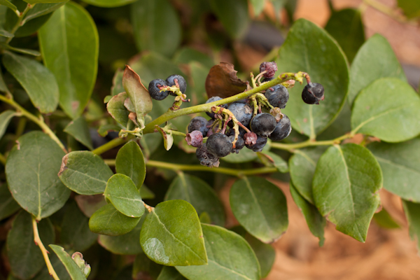 Jubilee blueberry bush | Recipe Renovator